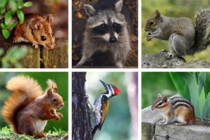 A collage of six wildlife photos featuring a mouse, raccoon, grey squirrel, red squirrel, woodpecker, and chipmunk in natural settings.